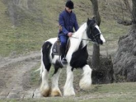 Echitaţia Cişmaşu din Bălţile Cişmaşu