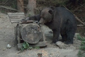 Vizita la observatorul de urs